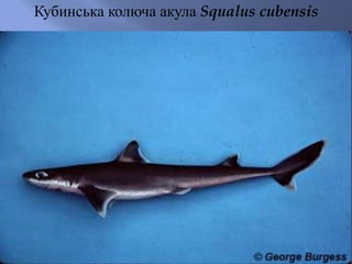 Кубинська колюча акула Squalus cubensis
 
