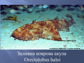 Заливна коврова акула
Orectolobus halei
 