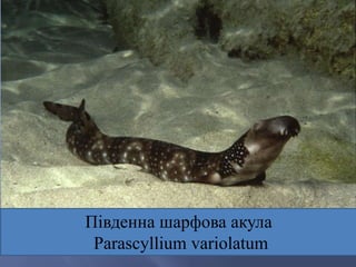 Південна шарфова акула
Parascyllium variolatum
 