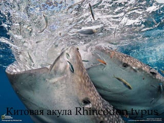 Китовая акула Rhincodon typus
 