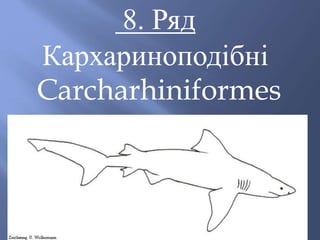 8. Ряд
Кархариноподібні
Carcharhiniformes
 