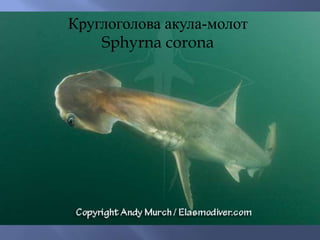 Круглоголова акула-молот
Sphyrna corona
 