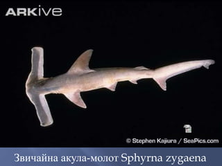 Звичайна акула-молот Sphyrna zygaena
 