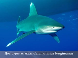 Довгокрилая акула Carcharhinus longimanus
 