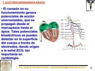 Ing. Jorge E. Quintero Muñoz – jorgequintero@bioingenieros.com
Ing. Jorge E. Quintero Muñoz – jorgequintero@bioingenieros.com
7. ELECTROCARDIOGRAFIA BASICA
7. ELECTROCARDIOGRAFIA BASICA
• El corazón en su
funcionamiento genera
potenciales de acción
sincronizados, que se
propagan desde el
marcapasos hasta el
ápice. Tales potenciales
bioeléctricos se pueden
detectar en la superficie
del cuerpo a través de
electrodos, dando origen
a la señal ECG, tan
importante en
cardiología.
• El corazón en su
funcionamiento genera
potenciales de acción
sincronizados, que se
propagan desde el
marcapasos hasta el
ápice. Tales potenciales
bioeléctricos se pueden
detectar en la superficie
del cuerpo a través de
electrodos, dando origen
a la señal ECG, tan
importante en
cardiología.
1
1
 