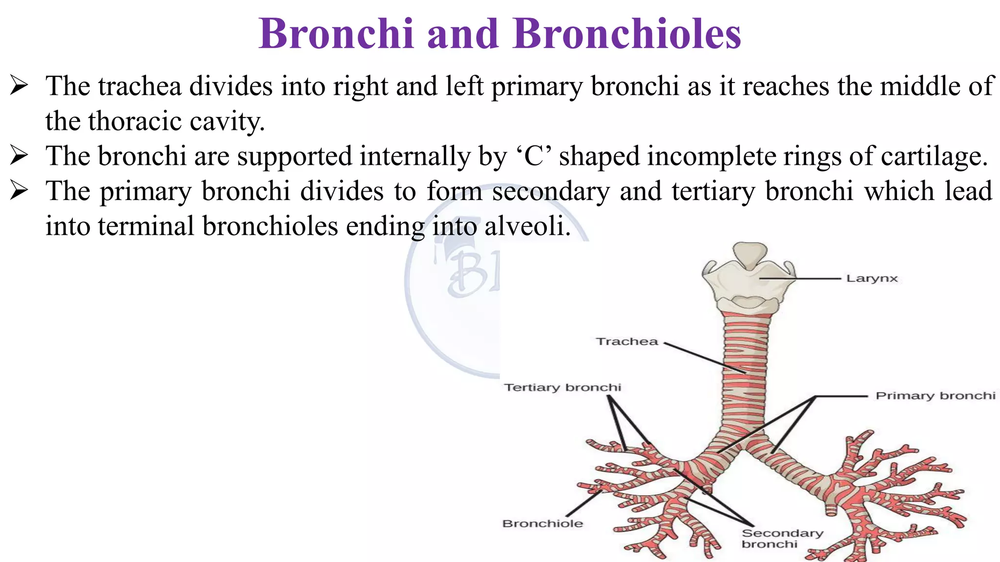 8. Respiration and Circulation.pdf