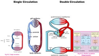 Dayspring Circulation 8. Respiration and Circulation.pdf