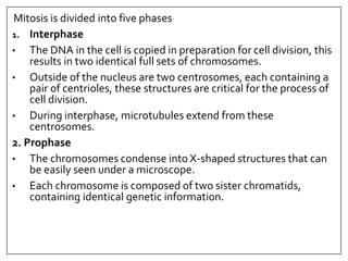Mitosis is divided into five phases
1. Interphase
• The DNA in the cell is copied in preparation for cell division, this
results in two identical full sets of chromosomes.
• Outside of the nucleus are two centrosomes, each containing a
pair of centrioles, these structures are critical for the process of
cell division.
• During interphase, microtubules extend from these
centrosomes.
2. Prophase
• The chromosomes condense into X-shaped structures that can
be easily seen under a microscope.
• Each chromosome is composed of two sister chromatids,
containing identical genetic information.
 