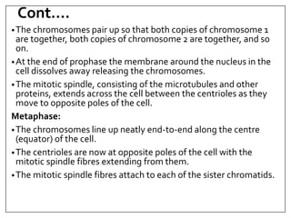 Cont….
•The chromosomes pair up so that both copies of chromosome 1
are together, both copies of chromosome 2 are together, and so
on.
•At the end of prophase the membrane around the nucleus in the
cell dissolves away releasing the chromosomes.
•The mitotic spindle, consisting of the microtubules and other
proteins, extends across the cell between the centrioles as they
move to opposite poles of the cell.
Metaphase:
•The chromosomes line up neatly end-to-end along the centre
(equator) of the cell.
•The centrioles are now at opposite poles of the cell with the
mitotic spindle fibres extending from them.
•The mitotic spindle fibres attach to each of the sister chromatids.
 