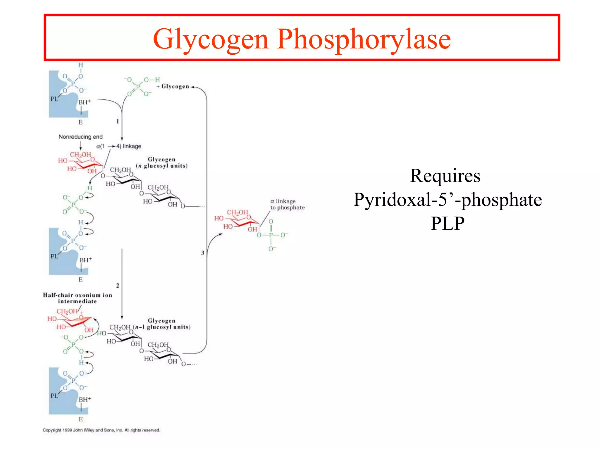 8. Gluconeogenesis, Glycogenosis glycogen synthesis and cori cycle ...