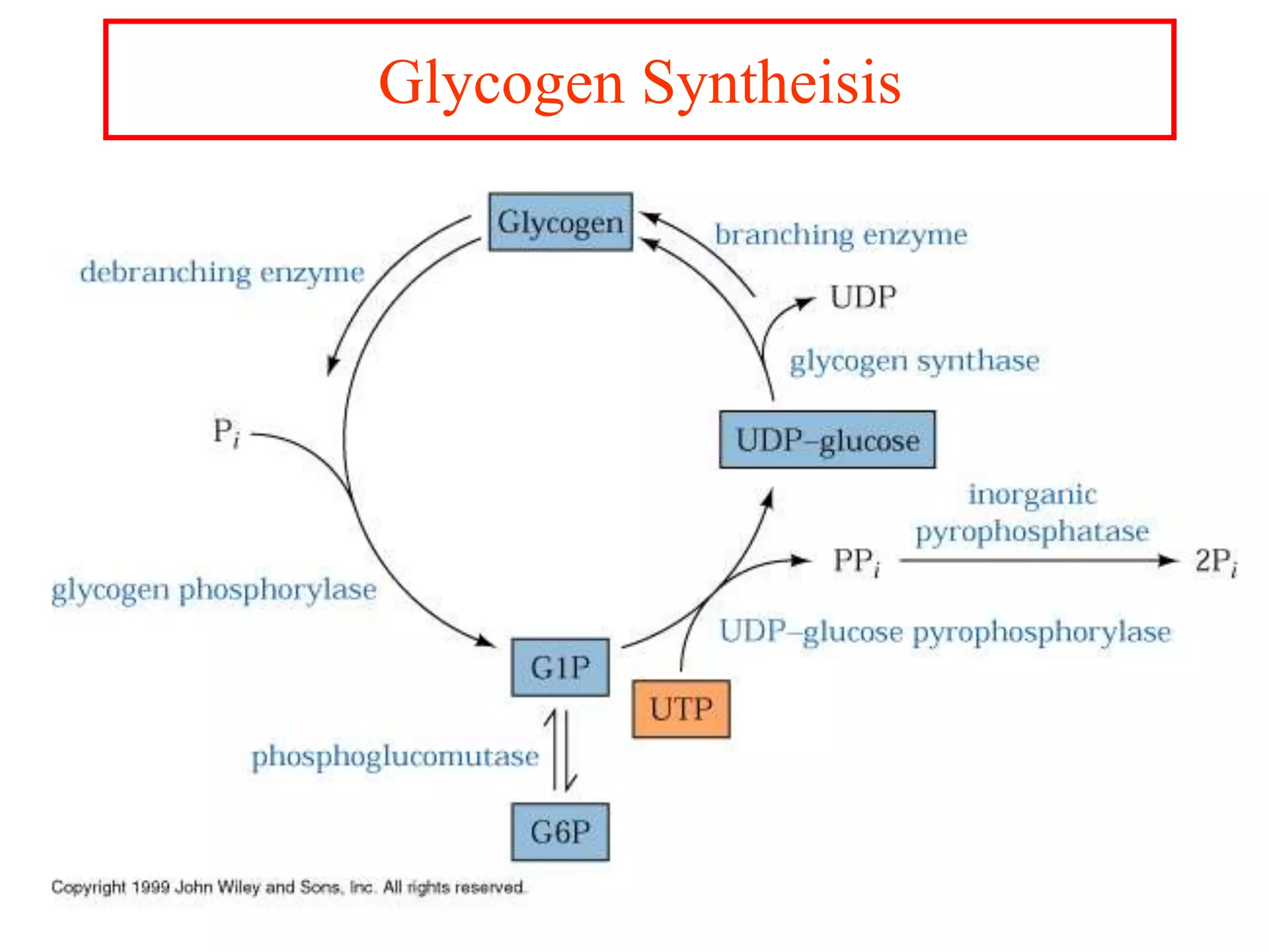 8. Gluconeogenesis, Glycogenosis glycogen synthesis and cori cycle ...