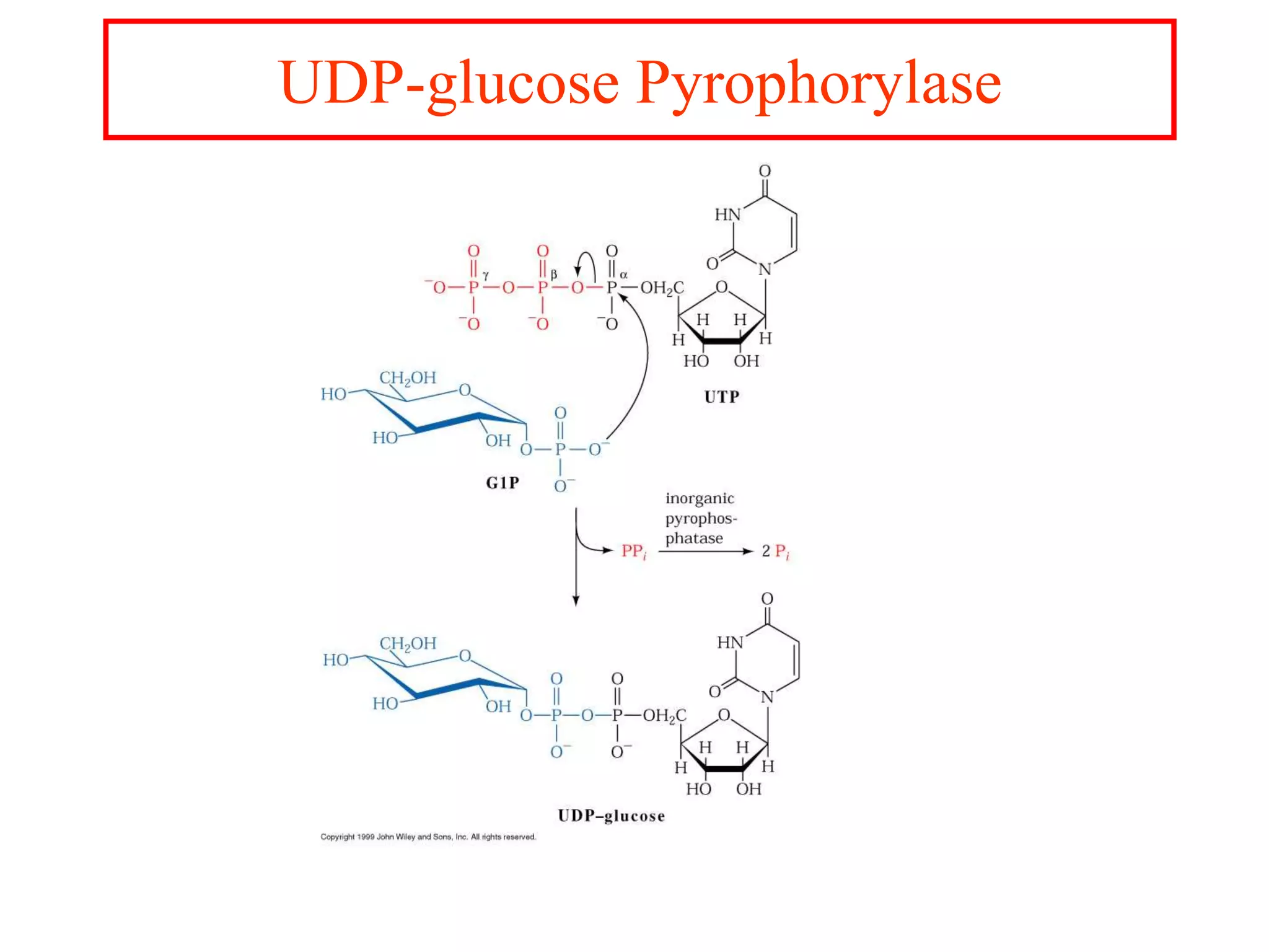 8. Gluconeogenesis, Glycogenosis glycogen synthesis and cori cycle ...