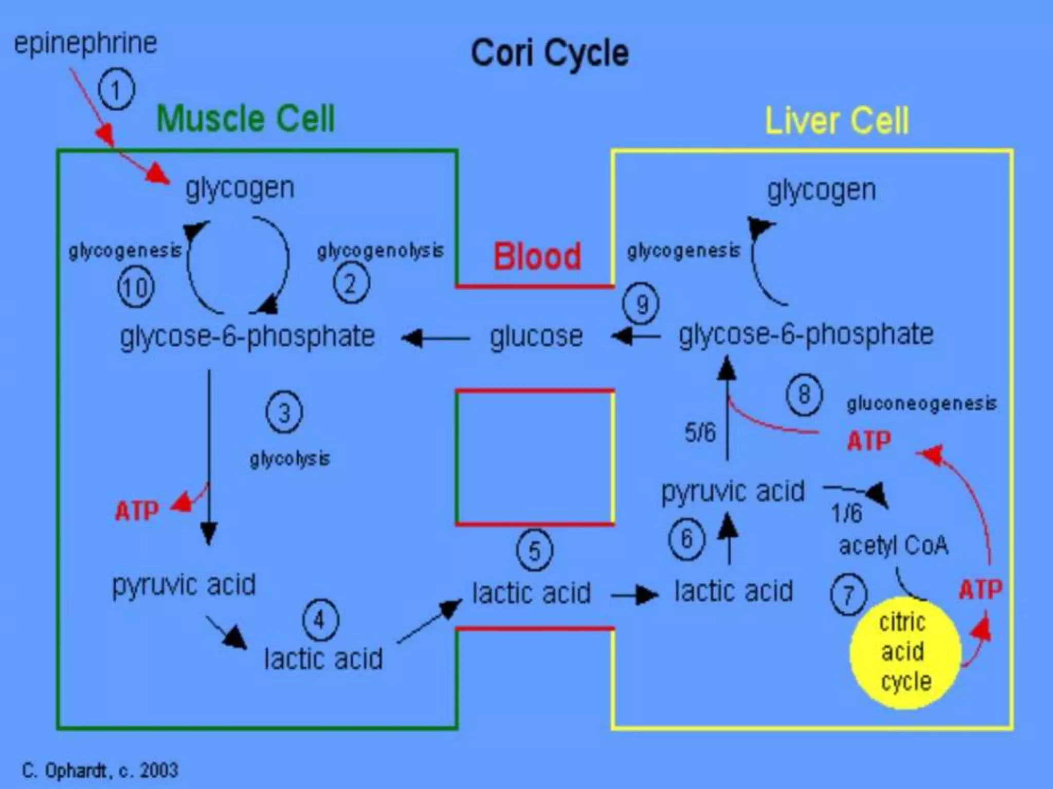 8. Gluconeogenesis, Glycogenosis glycogen synthesis and cori cycle ...
