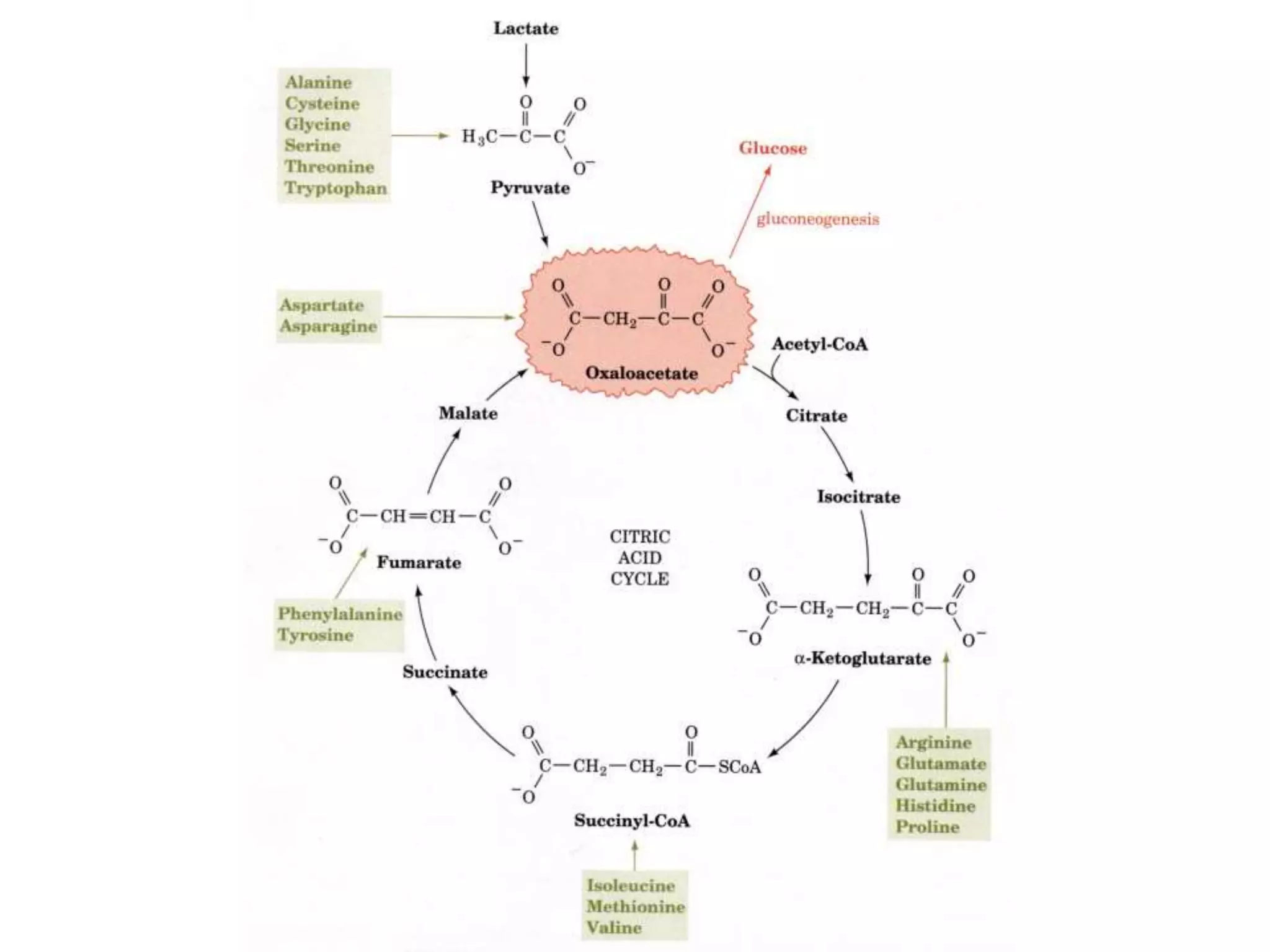 8. Gluconeogenesis, Glycogenosis glycogen synthesis and cori cycle ...