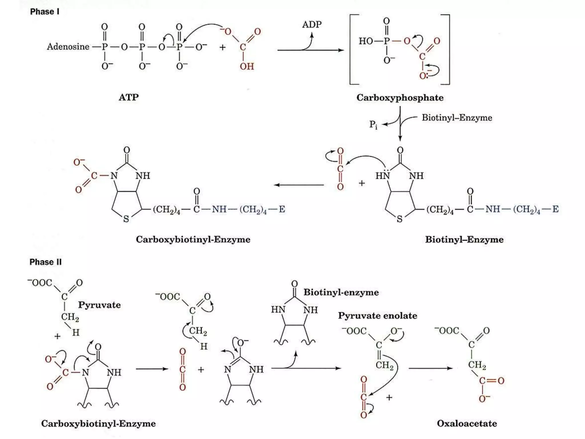 8. Gluconeogenesis, Glycogenosis glycogen synthesis and cori cycle ...
