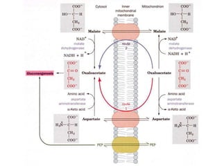 8. Gluconeogenesis, Glycogenosis glycogen synthesis and cori cycle ...