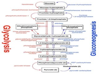 8. Gluconeogenesis, Glycogenosis glycogen synthesis and cori cycle ...