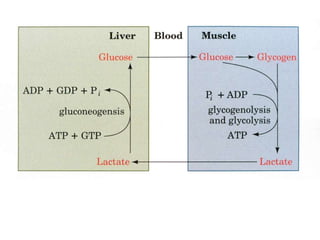 8. Gluconeogenesis, Glycogenosis glycogen synthesis and cori cycle ...