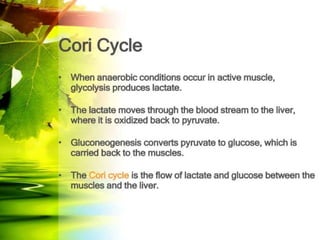 8. Gluconeogenesis, Glycogenosis glycogen synthesis and cori cycle ...
