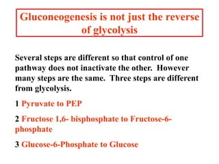 8. Gluconeogenesis, Glycogenosis glycogen synthesis and cori cycle ...