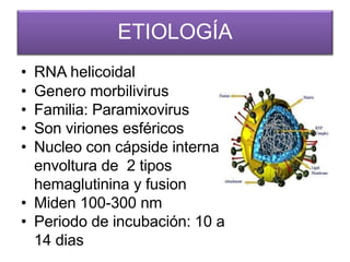 ETIOLOGÍA
• RNA helicoidal
• Genero morbilivirus
• Familia: Paramixovirus
• Son viriones esféricos
• Nucleo con cápside interna y
envoltura de 2 tipos
hemaglutinina y fusion
• Miden 100-300 nm
• Periodo de incubación: 10 a
14 dias
 