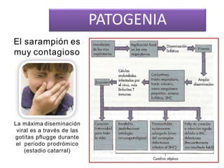 PATOGENIA
El sarampión es
muy contagioso
La máxima diseminación
viral es a través de las
gotitas pflugge durante
el periodo prodrómico
(estadio catarral)
 