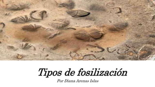 Tipos de fosilización
Por Diana Arenas Islas
 