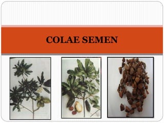 8. PPT COLAE SEMEN.pptx