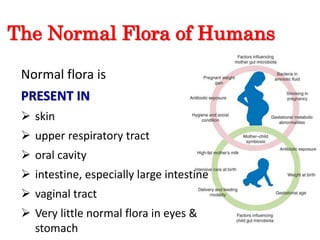 The Normal Flora of Humans
Normal flora is
PRESENT IN
 skin
 upper respiratory tract
 oral cavity
 intestine, especially large intestine
 vaginal tract
 Very little normal flora in eyes &
stomach
 