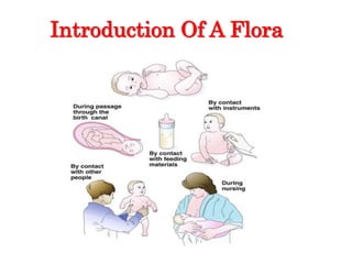 Introduction Of A Flora
 
