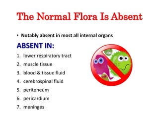 The Normal Flora Is Absent
• Notably absent in most all internal organs
ABSENT IN:
1. lower respiratory tract
2. muscle tissue
3. blood & tissue fluid
4. cerebrospinal fluid
5. peritoneum
6. pericardium
7. meninges
 
