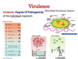Virulence
Virulence: Degree Of Pathogenicity
of the individual organism
 