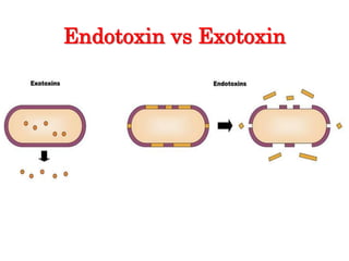 Endotoxin vs Exotoxin
 