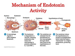 Mechanism of Endotoxin
Activity
 
