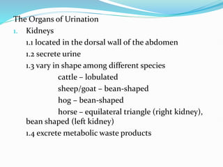 8. The Urinary System (8).pptx