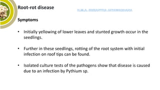 Pest and Disease Management of Cashew | PPTX
