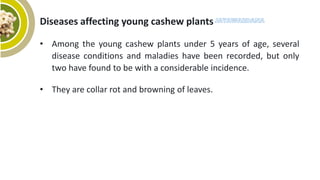 Pest and Disease Management of Cashew | PPTX