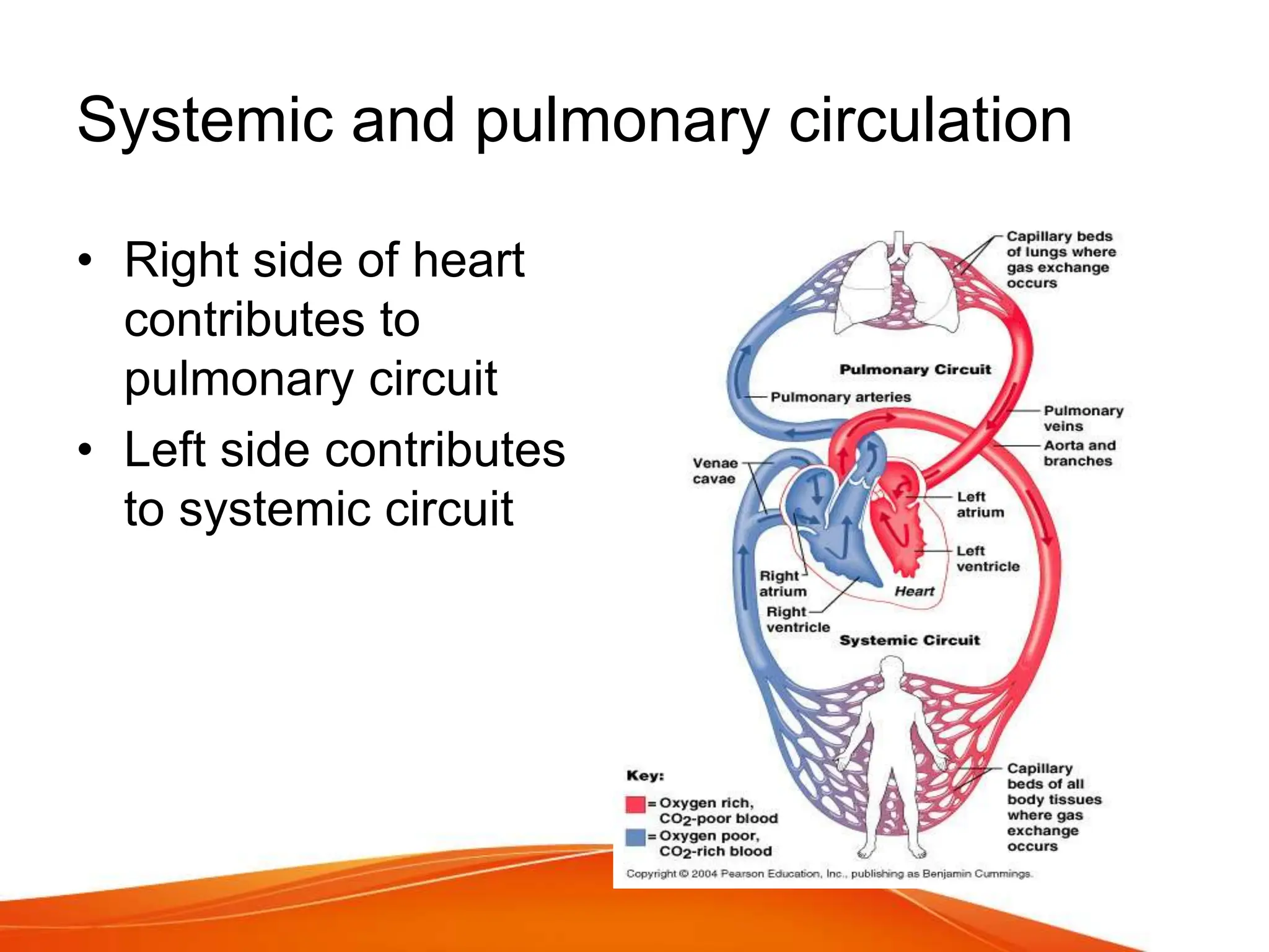 WHAT DO CAPILLARIES DO IN THE CARDIOVASCULAR SYSTEM visual data 7