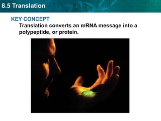 8.5 Translation
KEY CONCEPT
Translation converts an mRNA message into a
polypeptide, or protein.
 