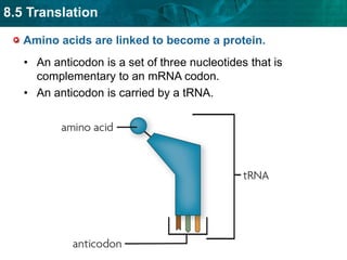 Translation- formation of protein from mRNA | PPT