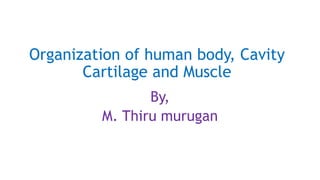 Organization of human body, Cavity
Cartilage and Muscle
By,
M. Thiru murugan
 
