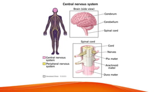 Overview of the Nervous System and Its Divisions | PPTX