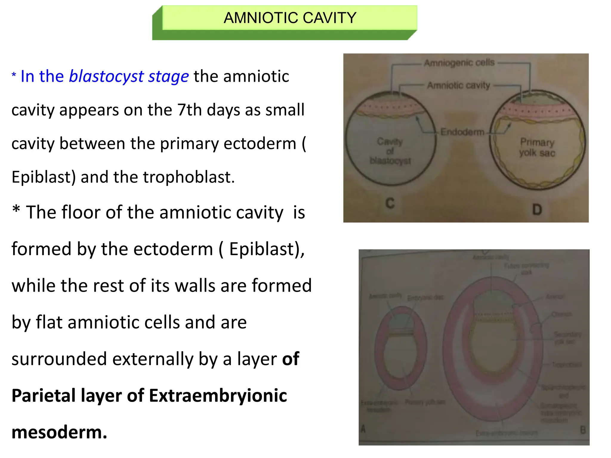 AMNIOTIC CAVITY
* In the blastocyst stage the amniotic
cavity appears on the 7th days as small
cavity between the primary ectoderm (
Epiblast) and the trophoblast.
* The floor of the amniotic cavity is
formed by the ectoderm ( Epiblast),
while the rest of its walls are formed
by flat amniotic cells and are
surrounded externally by a layer of
Parietal layer of Extraembryionic
mesoderm.
 