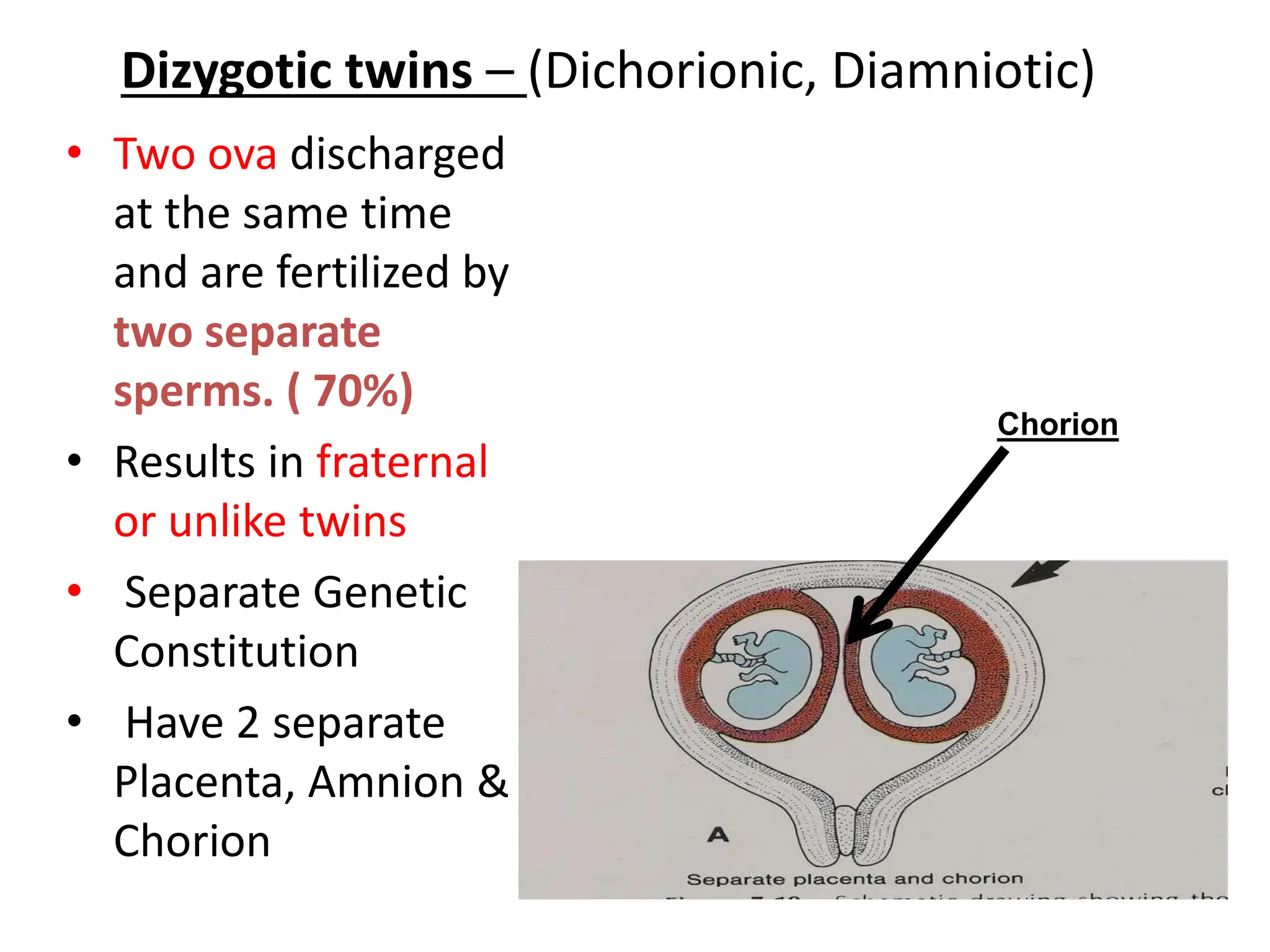 Dizygotic twins – (Dichorionic, Diamniotic)
• Two ova discharged
at the same time
and are fertilized by
two separate
sperms. ( 70%)
• Results in fraternal
or unlike twins
• Separate Genetic
Constitution
• Have 2 separate
Placenta, Amnion &
Chorion
Chorion
 
