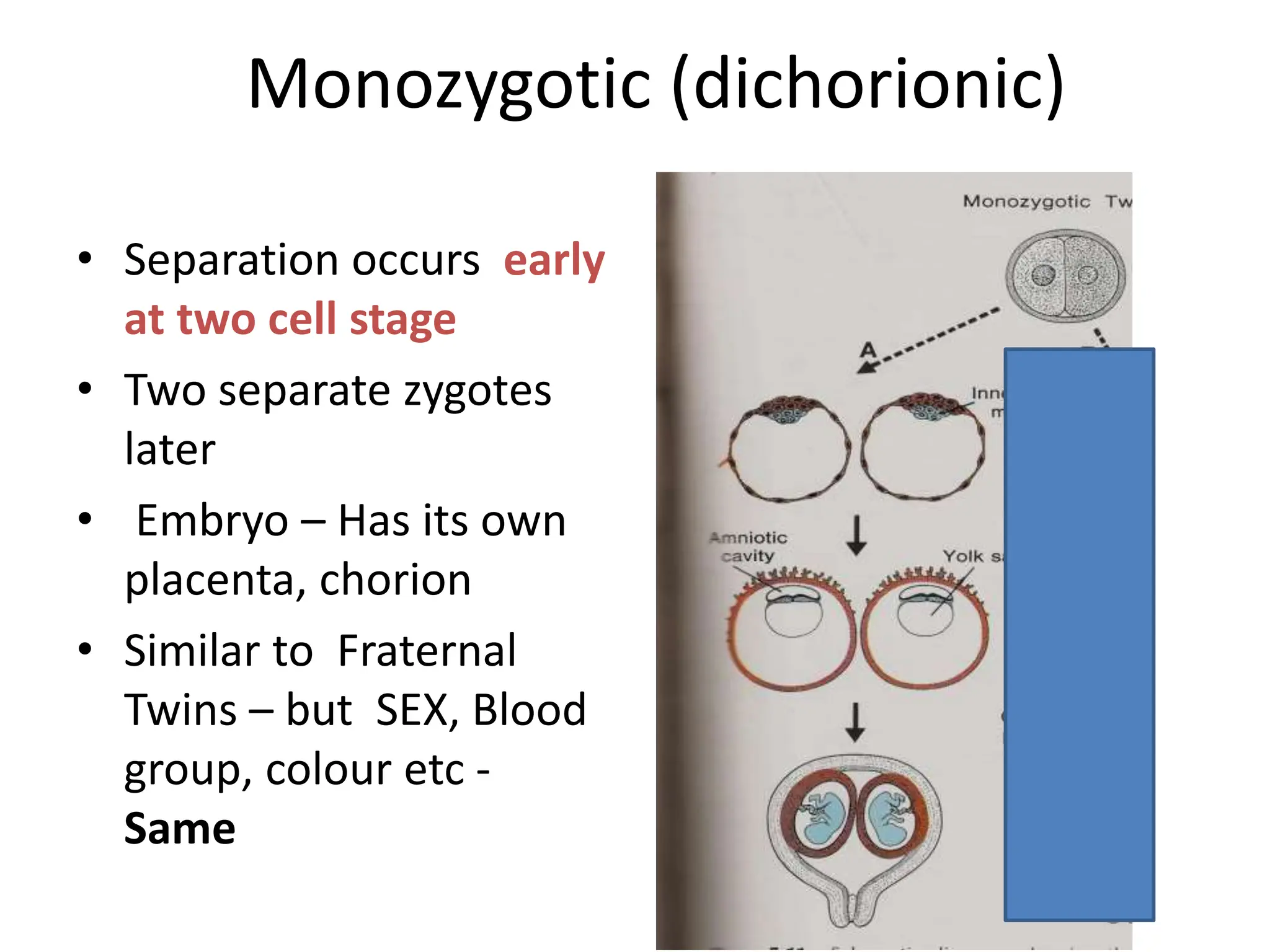 Monozygotic (dichorionic)
• Separation occurs early
at two cell stage
• Two separate zygotes
later
• Embryo – Has its own
placenta, chorion
• Similar to Fraternal
Twins – but SEX, Blood
group, colour etc -
Same
 