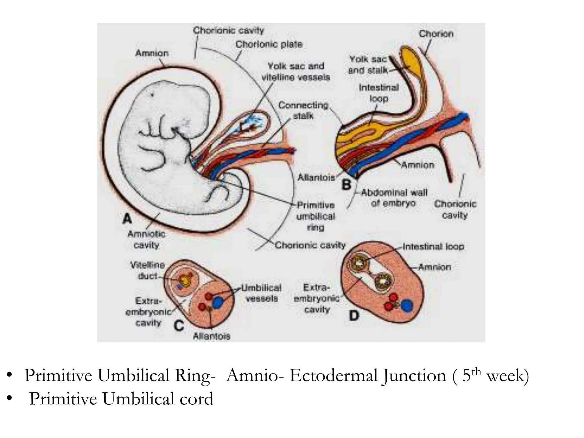 • Primitive Umbilical Ring- Amnio- Ectodermal Junction ( 5th week)
• Primitive Umbilical cord
 