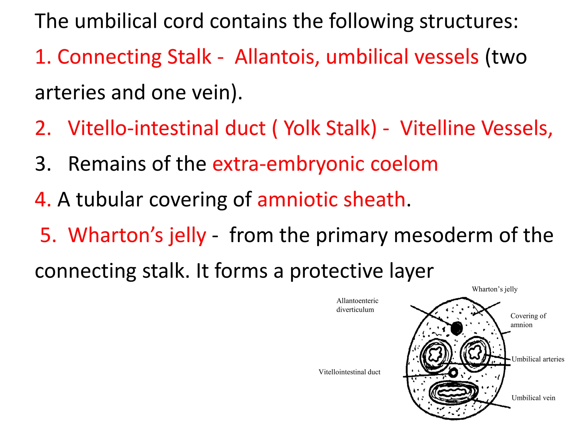 Allantoenteric
diverticulum
Wharton’s jelly
Covering of
amnion
Umbilical arteries
Umbilical vein
Vitellointestinal duct
The umbilical cord contains the following structures:
1. Connecting Stalk - Allantois, umbilical vessels (two
arteries and one vein).
2. Vitello-intestinal duct ( Yolk Stalk) - Vitelline Vessels,
3. Remains of the extra-embryonic coelom
4. A tubular covering of amniotic sheath.
5. Wharton’s jelly - from the primary mesoderm of the
connecting stalk. It forms a protective layer
 