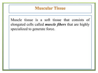 Muscle tissue is a soft tissue that consists of
elongated cells called muscle fibers that are highly
specialized to generate force.
 