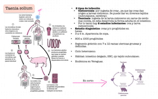 Taenia solium • 2 tipos de infección
• Cisticercosis: por ingesta de ovas , ya que las ovas dan
origen a larvas cisticerco. Se puede dar en diversos tejidos
(subcutáneos, cerebral)
• Taeniasis: ingesta de la larva cistocerco en carne de cerdo
mal cocida, en esta desarrolla la forma adulta en el intestino.
• Por lo tanto hay 2 estadios infectantes: ova y larva
cisticercoide.
• Estadio diagnóstico: ovas y/o proglótides en
heces.
• 3 a 4 m. Apariencia de copa.
• 800 a 1000 proglótides
• Segmento grávido con 7 a 12 ramas uterinas gruesas y
definidas.
• Ciclo heteroxeno.
• Hábitat: intestino delgado, SNC, ojo tejido subcutáneo.
• Endémica en Veraguas.
En corto:
-
STARI!
↓
 