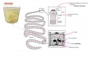 Rostelo del escólex con dos coronas
de gancho.
4 ventosas en forma
de copa.
O poro unilateral
Útero
Glándulas vitelinas
Rostelo armado
Morfología
Ovario trilobulado
--
- -
S
L
-
- -
 
